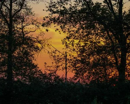 Sunset behind trees Foto stock