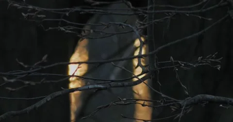 Sunset behind the trees in slow motion Video stock 302269835