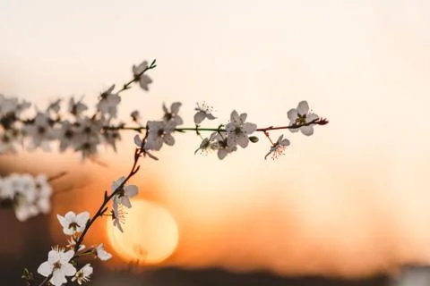 Sunset behind a white flowering tree Stock Photos