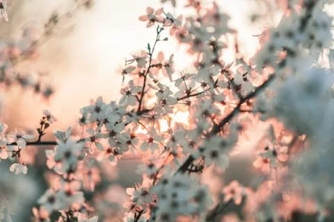 Sunset behind a white flowering tree Stock Photos