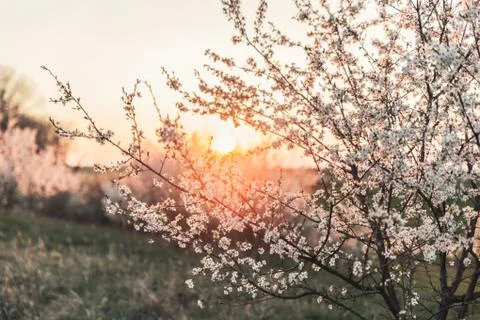 Sunset behind a white flowering tree Stock Photos