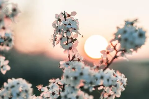 Sunset behind a white flowering tree Stock Photos