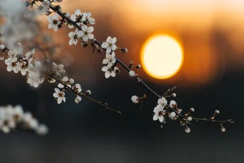 Sunset behind a white flowering tree Stock Photos