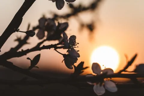 Sunset behind a white flowering tree Stock Photos