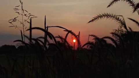 Sunset Behind Wild Grass in a Countryside Field Red sun b roll Stock Footage 321136096