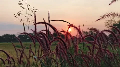 Sunset Behind Wild Grass in a Countryside Field Stock Footage 321136098