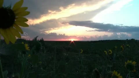 Sunset Behind Wild Sunflowers Stockbeeldmateriaal 12614294