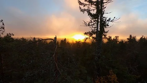 Sunset behind windy coniferous forest Stock Footage 96585546
