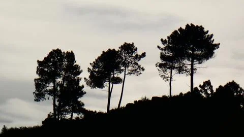 Sunset behind winter rain clouds and pine trees. 4k P1120629 Stock-Fotos