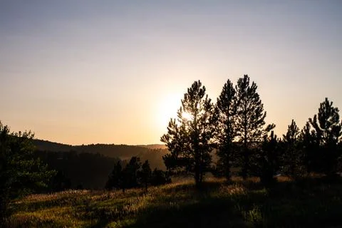 Sunset behing conifer in nature 스톡 사진
