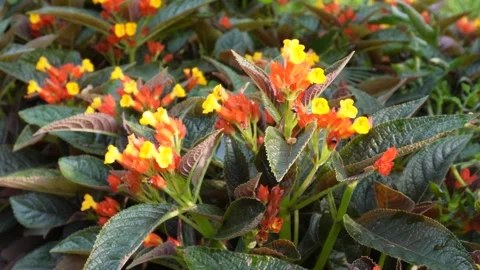 Sunset Bells Flowers Stock-Footage 340637510