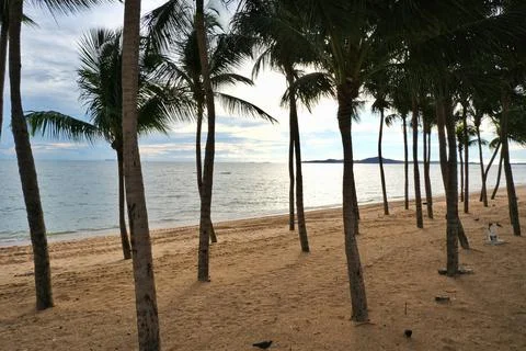 Sunset between coconut tree on the beach Stock Photos
