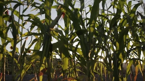 Sunset between corn plants sliding shot Stock Footage 75268373