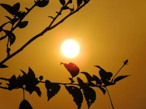 Sunset between dark leaves view from Bekal Fort  Beach Kerala India Stock Photos