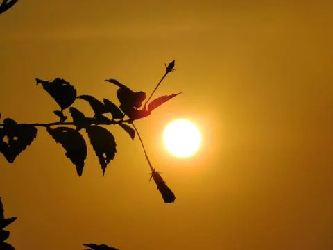 Sunset between dark leaves view from Kovalam Beach Kerala Stock Photos