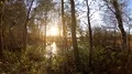 Sunset between dense trees in moor water landscape with pond 4k or 4k+ Resolution