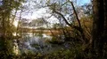 Sunset between dense trees in moor water landscape with pond 4k or 4k+ Resolution