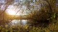 Sunset between dense trees in moor water landscape with pond 4k or 4k+ Resolution