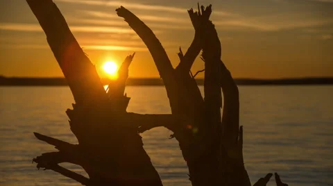 Sunset between driftwood over water Stock Footage 43912688