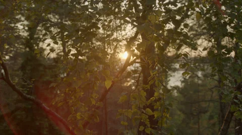 Sunset between the leafs Stock Footage 41330086