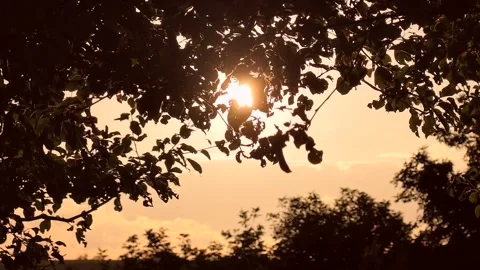 Sunset between the leaves of an apple tree, orchard meadow, silhouette Stock Footage 345035418