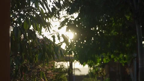 Sunset between the leaves of the trees Stock Footage 235639106