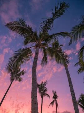 Sunset between the palm trees at Hamilton Island in the Whitsundays Stock Photos