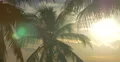 Sunset between the palm trees at Miami Beach, Florida 4k or 4k+ Resolution