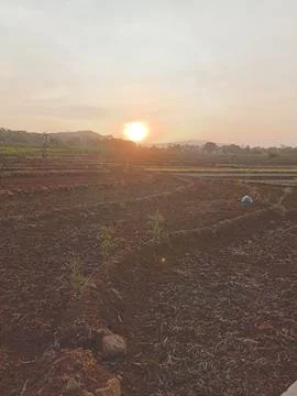 Sunset between rice fields and mountains Foto stock