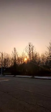 Sunset from between spikes of dry trees Foto stock