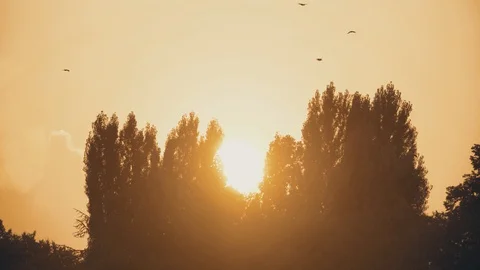 Sunset between trees in the city. Stockbeeldmateriaal 94237120