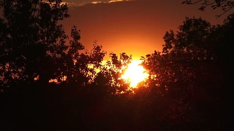 Sunset between trees Stock Footage 92472734