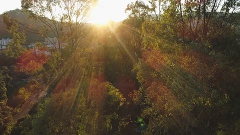 Sunset between trees Stock Footage 113347373