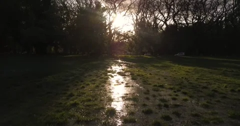 Sunset between trees Stock Footage 274364056