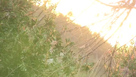 SUNSET BETWEEN TREES LOW LIGHT Stock Footage 166732101
