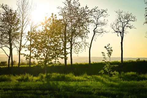 Sunset between trees, Nature, park Stock Photos
