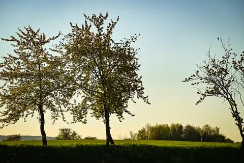 Sunset between trees, Nature, park Stock Photos