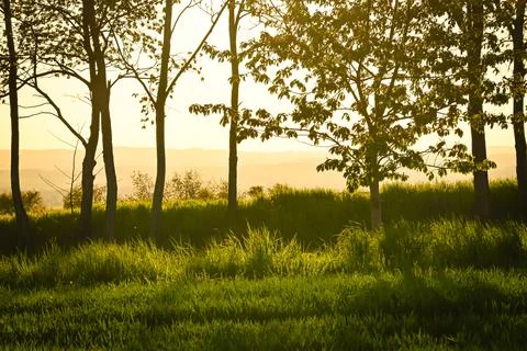 Sunset between trees, Nature, park Stock Photos