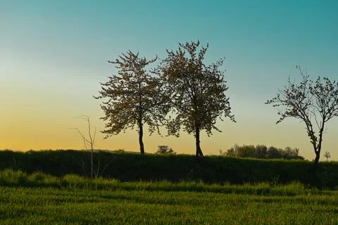 Sunset between trees, Nature, park Stock Photos