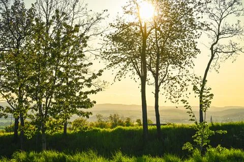 Sunset between trees, Nature, park Stock Photos