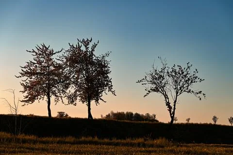 Sunset between trees, Nature, park Stock Photos