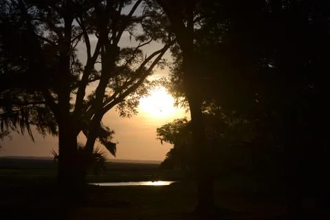 Sunset Between Trees Foto stock