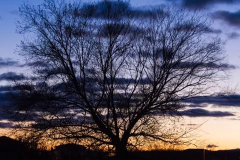 Sunset between trees 스톡 사진