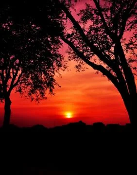 Sunset between trees. Stock Photos