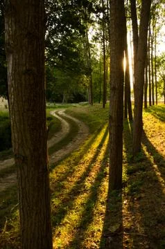 Sunset between the trees 写真素材