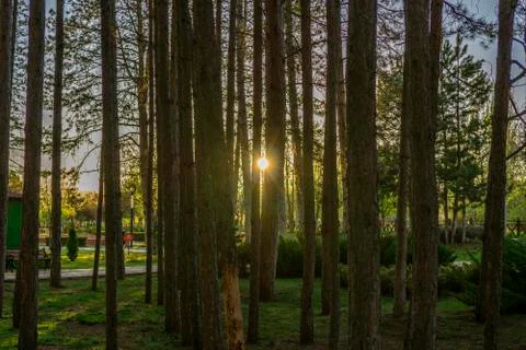 Sunset between trees Stock Photos