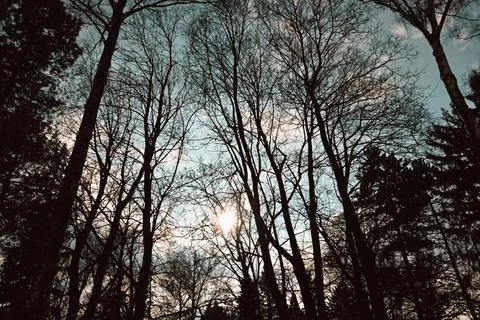 Sunset between the trees Stock Photos