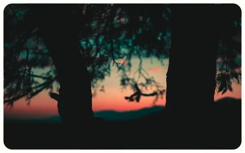 Sunset between trees Foto stock