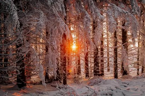 Sunset between trees in winter landscape Foto stock