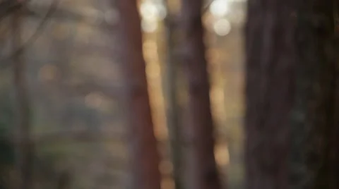 Sunset between two birch trees Stock Footage 46132180